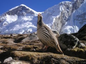 Links between corruption and wildlife crime